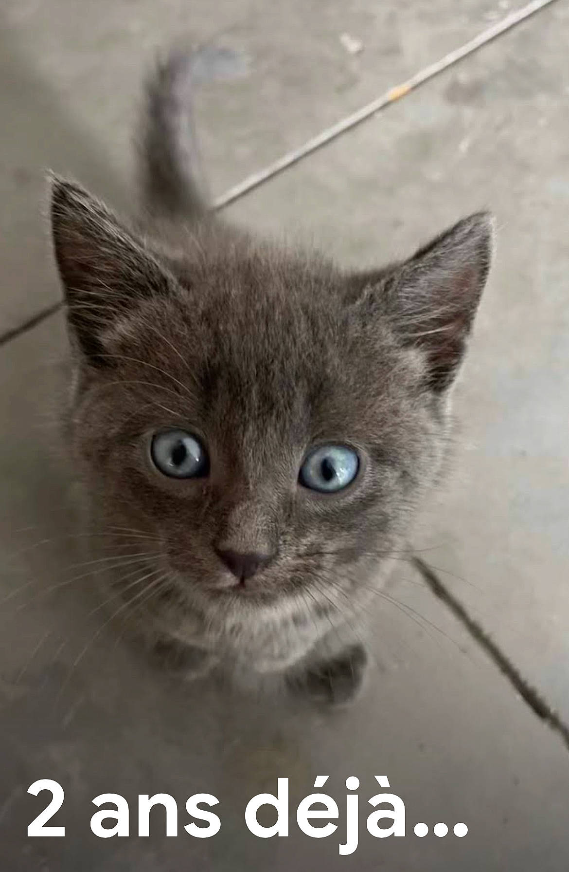 Charly a rejoint le concours — aidez-le/la à gagner de superbes lots ! carnivore, cat, domestic_short_haired_cat, ear, eye, felidae, font, fur, grey, photo_caption, russian_blue, small_to_medium_sized_cats, snout, terrestrial_animal, whiskers