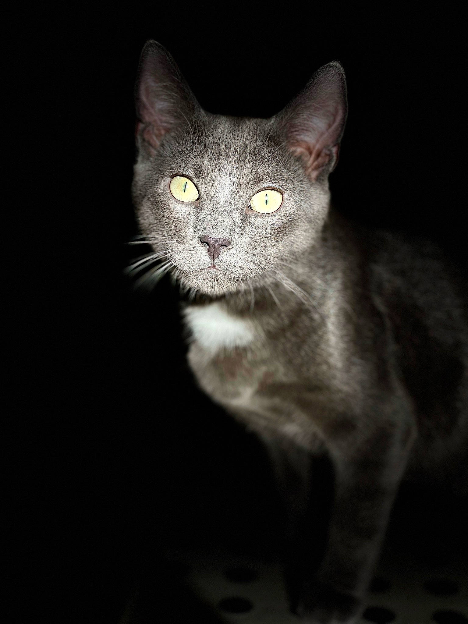 Charly a rejoint le concours — aidez-le/la à gagner de superbes lots ! carnivore, cat, darkness, domestic_short_haired_cat, ear, felidae, fur, iris, monochrome_photography, russian_blue, small_to_medium_sized_cats, snout, terrestrial_animal, whiskers, wildlife