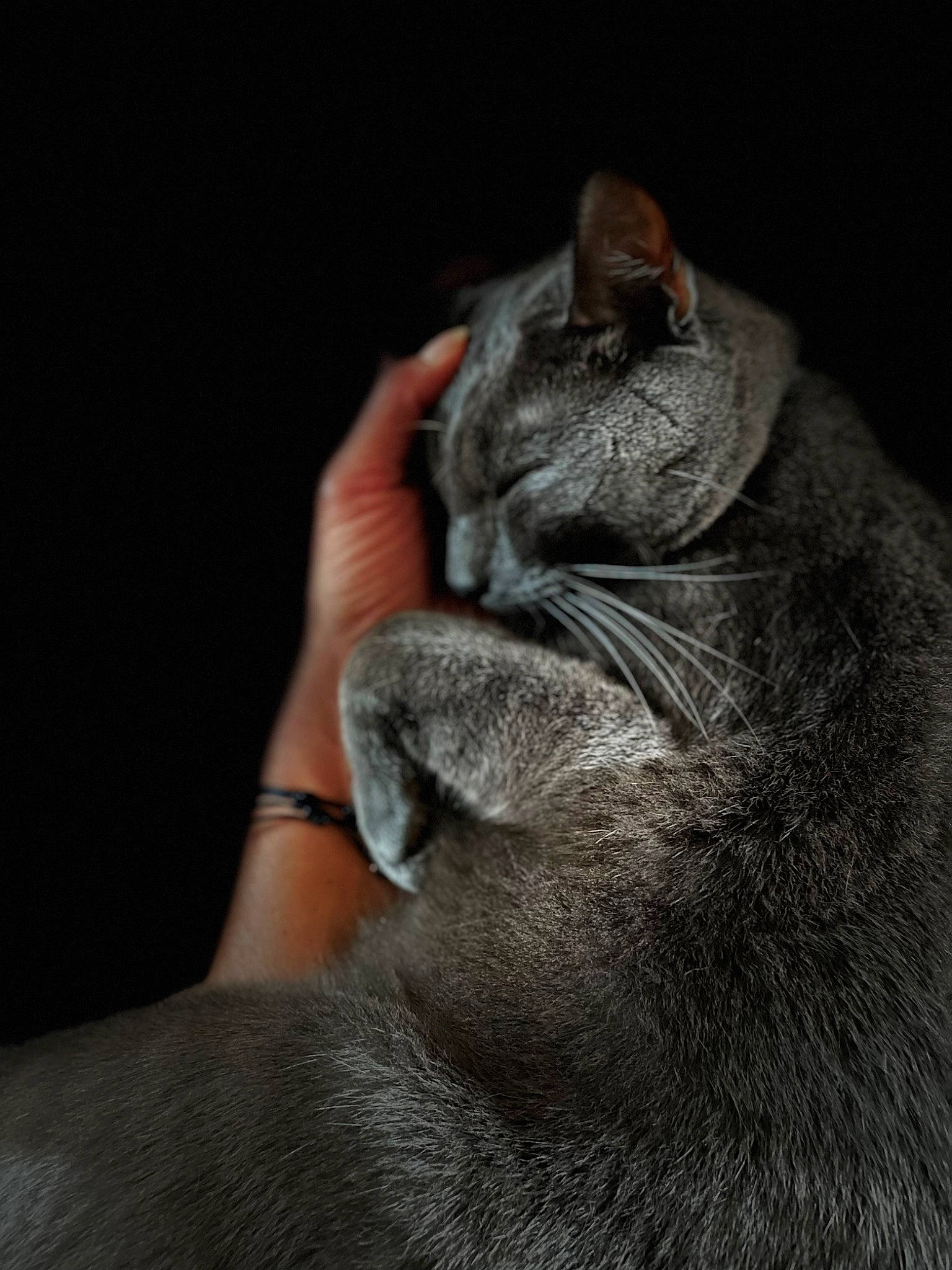 Charly participe au concours pour gagner de l'argent avec cette photo : carnivore, cat, comfort, darkness, domestic_short_haired_cat, ear, felidae, fur, gesture, grey, nap, paw, sleep, small_to_medium_sized_cats, snout, tail, terrestrial_animal, whiskers, wildlife, wrinkle