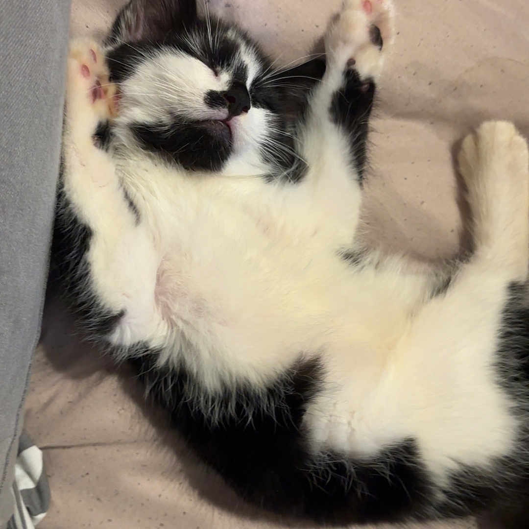 Oreo joined the competition — help win amazing prizes! abyssinian, animal, armchair, bed, bedroom, blanket, cat, chair, couch, furniture, homedecor, indoors, kitten, manx, person, pet, quilt, room, siamese, sleeping