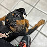 Lollipop joined the competition — help win amazing prizes! dog, puppy, rottweiler, pet, canine, floor, tile, leash, collar, footwear, sneaker, black, brown, curious, looking_up, indoor, closeup, animal, young, cute