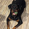 Lollipop is registered to the contest to win money with this photo: rottweiler, dog, pet, tennis_ball, indoor, wooden_floor, flooring, animal, canine, playing, toy, black_and_tan, looking_up, resting, collar, dog_bowl, metal_bowl, home, floor, paw