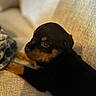 puppy, dog, pet, animal, couch, indoor, cute, young, black, brown, fur, face, portrait, closeup, eyes, resting, cozy, soft_light, texture, companion