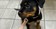 Lollipop joined the competition — help win amazing prizes! puppy, rottweiler, dog, leash, collar, tile_floor, black_fur, tan_fur, pet, indoor, sitting, young_dog, cute, animal, canine, looking_away, floor, domestic, small_dog, pet_accessory