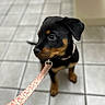 puppy, rottweiler, dog, leash, collar, tile_floor, black_fur, tan_fur, pet, indoor, sitting, young_dog, cute, animal, canine, looking_away, floor, domestic, small_dog, pet_accessory