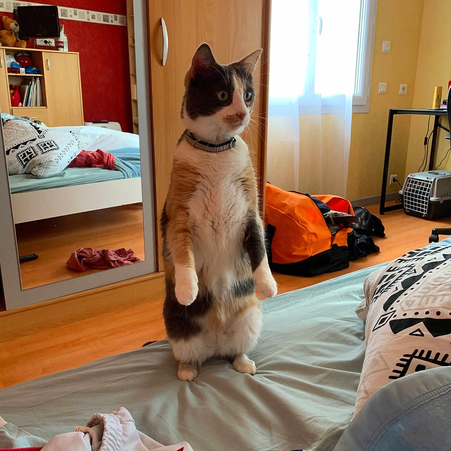 Chipie a rejoint le concours — aidez-le/la à gagner de superbes lots ! accessories, animal, baby, bag, bed, bedroom, blanket, cat, computerhardware, dormroom, furniture, handbag, hardwood, indoors, interiordesign, person, pet, room, toy, wood