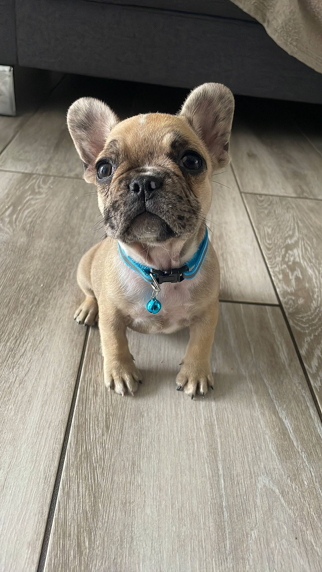 Twixy a rejoint le concours — aidez-le/la à gagner de superbes lots ! bulldog, carnivore, collar, companion_dog, dog, dog_breed, dog_collar, electric_blue, fawn, flooring, french_bulldog, hardwood, leash, pug, terrestrial_animal, toy_dog, whiskers, wood, working_animal, wrinkle