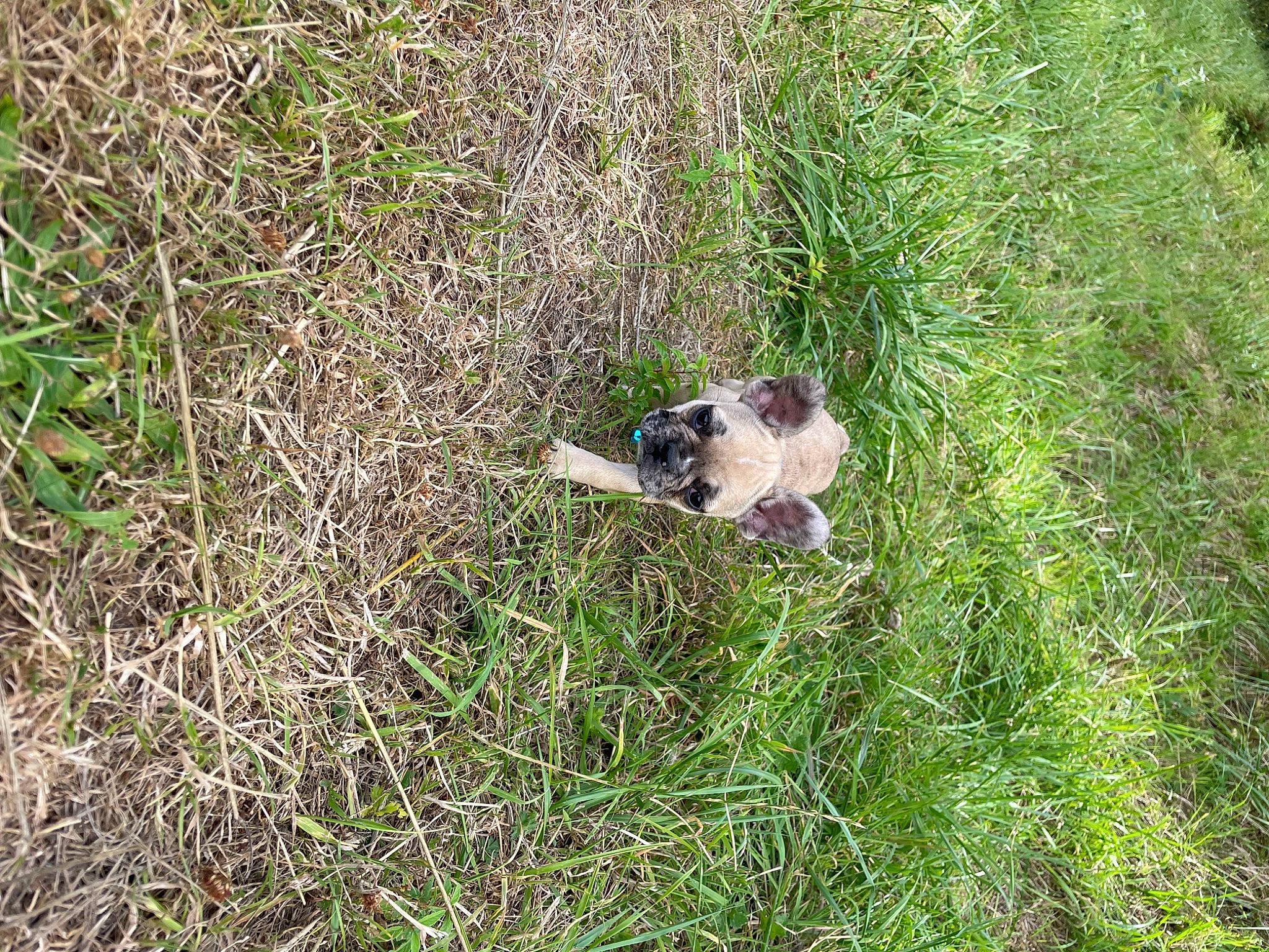 Twixy participe au concours pour gagner de l'argent avec cette photo : canidae, carnivore, dog, dog_breed, grass, grassland, groundcover, herbaceous_plant, mammal, natural_landscape, pasture, plant, plant_community, shrub, shrubland, soil, sporting_group, tail, terrestrial_animal, vertebrate