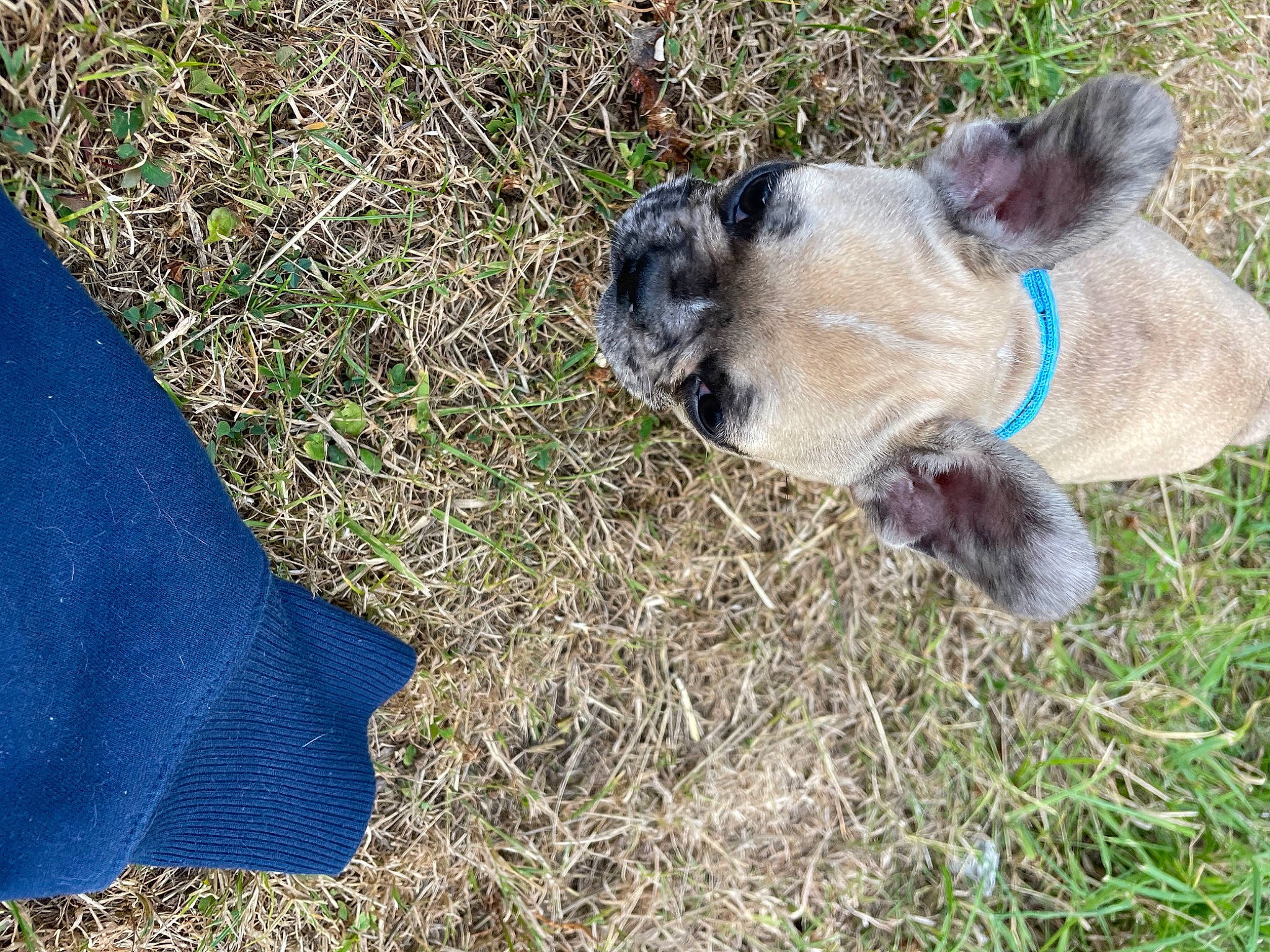 Twixy participe au concours pour gagner de l'argent avec cette photo : canidae, carnivore, companion_dog, dog, dog_breed, electric_blue, estrela_mountain_dog, fawn, fur, grass, groundcover, liver, shadow, sporting_group, tail, terrestrial_animal, working_animal