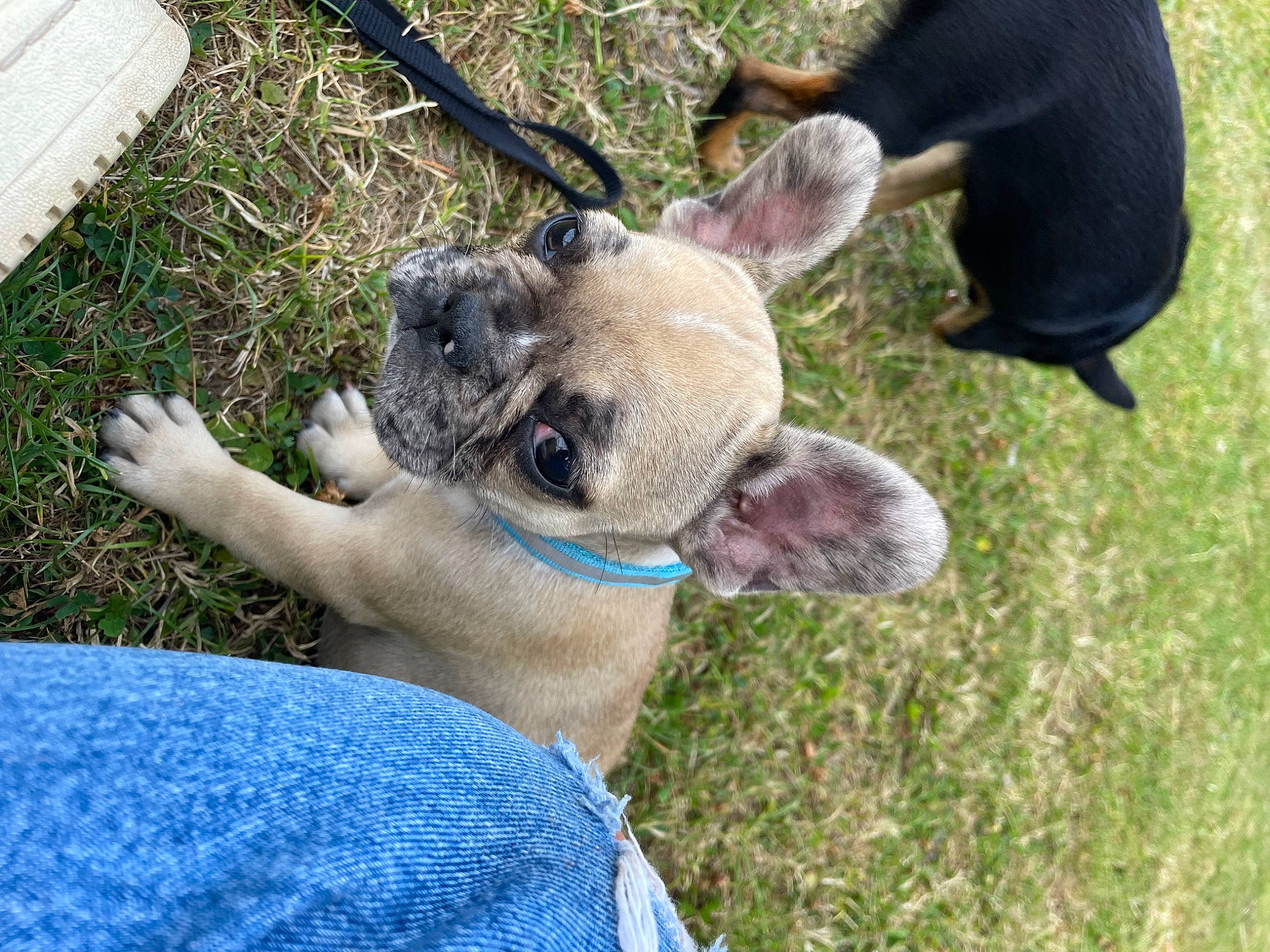 Twixy participe au concours pour gagner de l'argent avec cette photo : canidae, carnivore, collar, companion_dog, dog, dog_breed, dog_collar, fawn, fur, grass, guard_dog, non_sporting_group, snout, sporting_group, tail, terrestrial_animal, working_animal