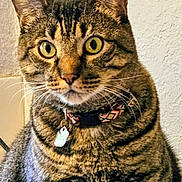 Sam is registered to the contest to win money with this photo: cat, tabby, pet, animal, collar, yellow_eyes, whiskers, indoor, feline, fur, close_up, portrait, sitting, domestic_cat, tag, striped, mammal, cute, alert, house_pet