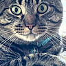 Sam is registered to the contest to win money with this photo: cat, tabby, close_up, green_eyes, whiskers, collar, pet, feline, fur, paws, indoor, resting, curious, soft_texture, window_light, animal, mammal, cute, domestic_cat, portrait