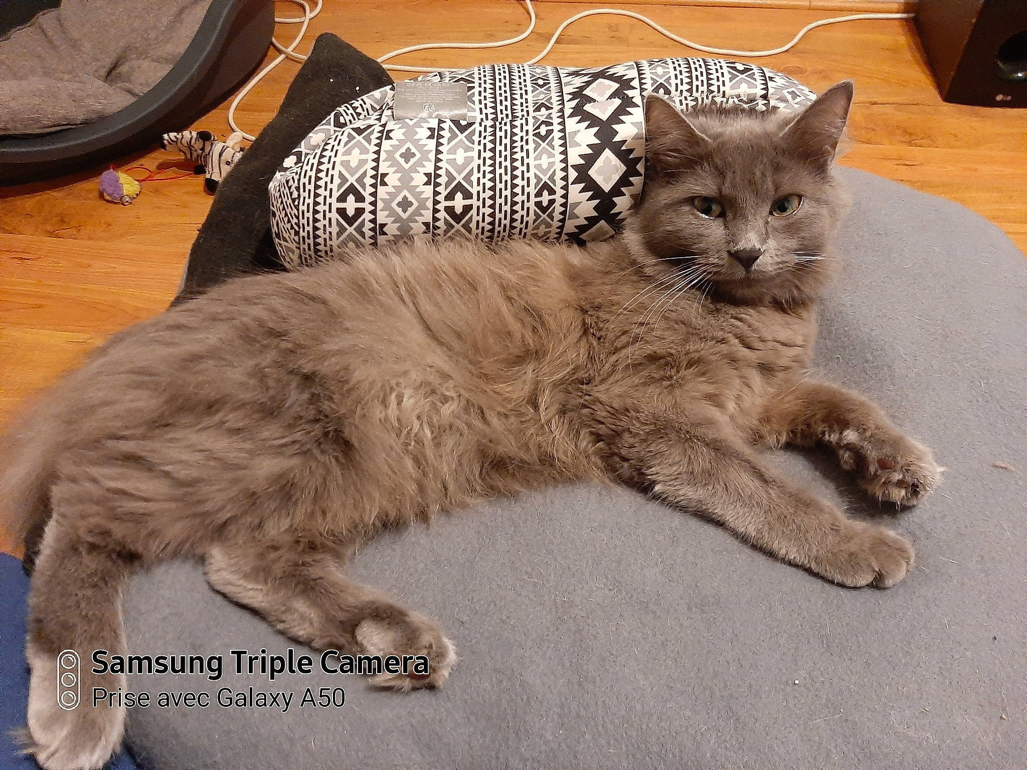 Praline participe au concours pour gagner de l'argent avec cette photo : asian, asian_semi_longhair, british_longhair, british_semi_longhair, carnivore, cat, domestic_long_haired_cat, domestic_short_haired_cat, european_shorthair, felidae, kitten, maine_coon, mammal, nebelung, pixie_bob, siberian, small_to_medium_sized_cats, tabby_cat, vertebrate, whiskers