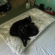 Tegan And Tatum is registered to the contest to win money with this photo: cat, black_cat, bed, cushion, indoor, sleeping, pet, animal, feline, resting, cozy, two_animals, carpet, shoes, heater, framed_picture, wall_socket, room, blanket, quiet