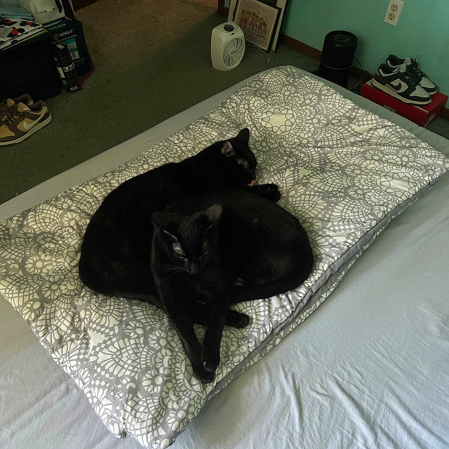 Tegan And Tatum is registered to the contest to win money with this photo: animal, bed, black_cat, blanket, carpet, cat, cozy, cushion, feline, framed_picture, heater, indoor, pet, quiet, resting, room, shoes, sleeping, two_animals, wall_socket