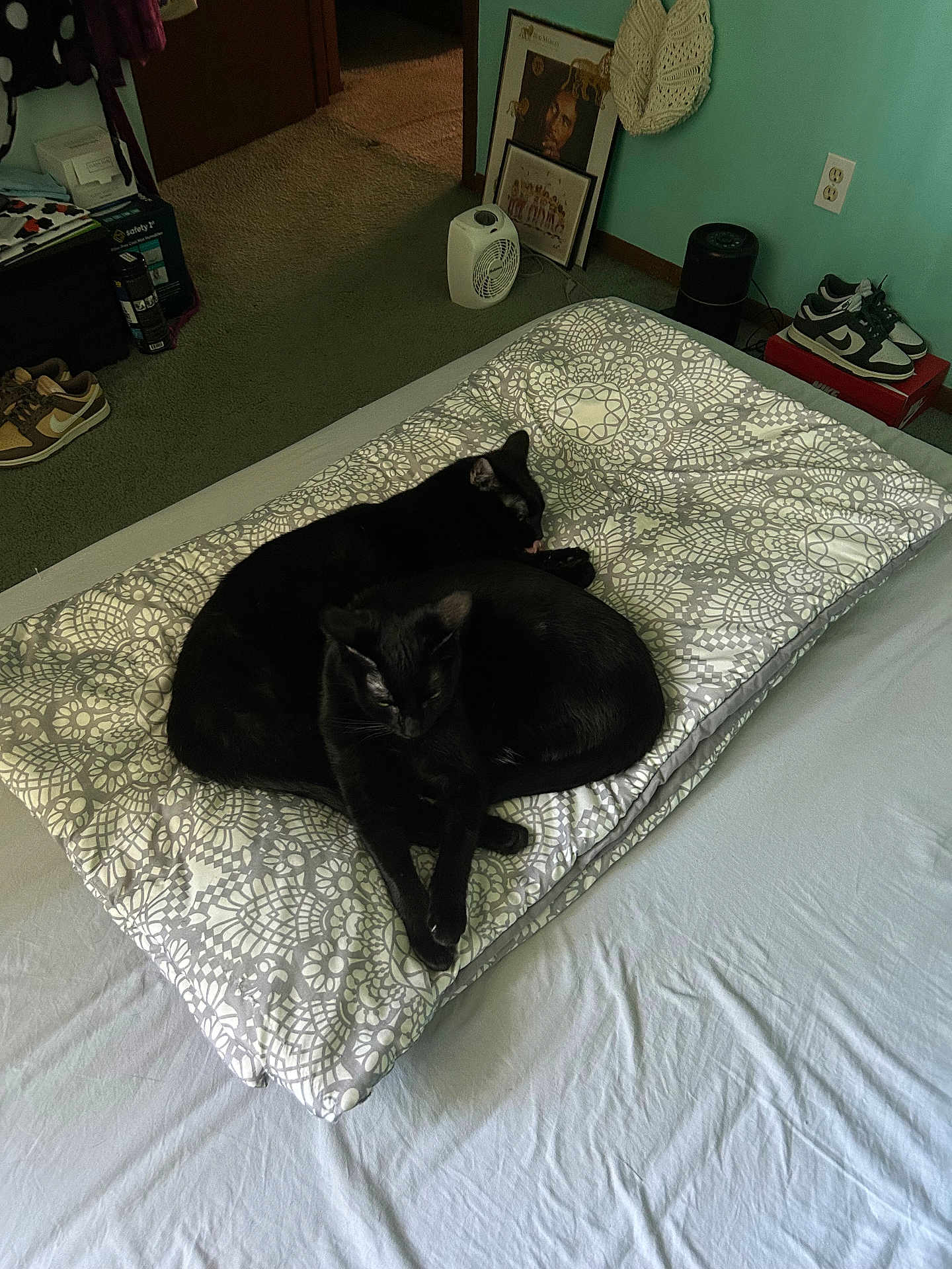 Tegan And Tatum is registered to the contest to win money with this photo: cat, black_cat, bed, cushion, indoor, sleeping, pet, animal, feline, resting, cozy, two_animals, carpet, shoes, heater, framed_picture, wall_socket, room, blanket, quiet