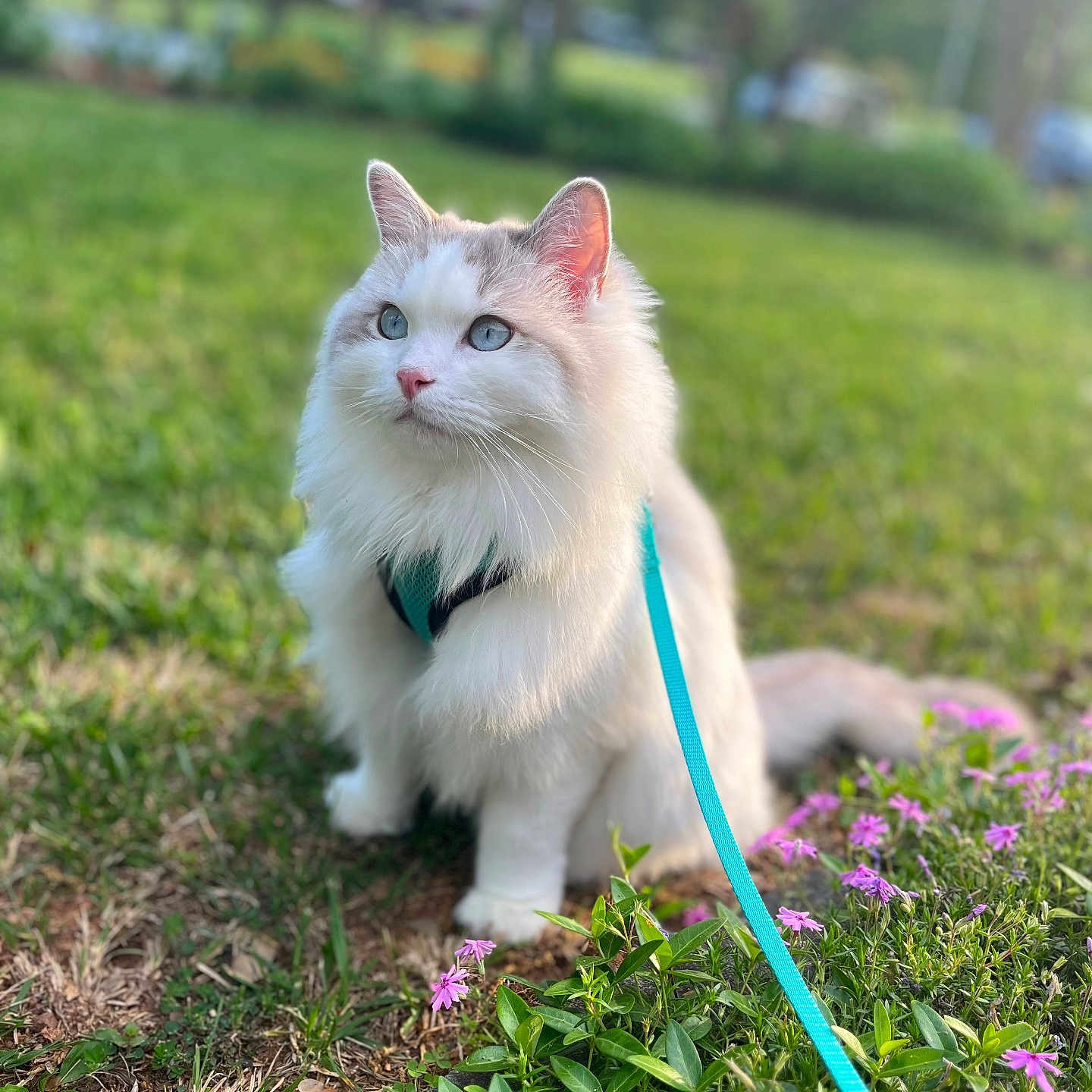 Max joined the competition — help win amazing prizes! accessories, angora, animal, cat, flower, geranium, grass, herbal, herbs, kitten, lawn, leash, nature, outdoors, pet, plant, pottedplant, strap, vegetation, yard