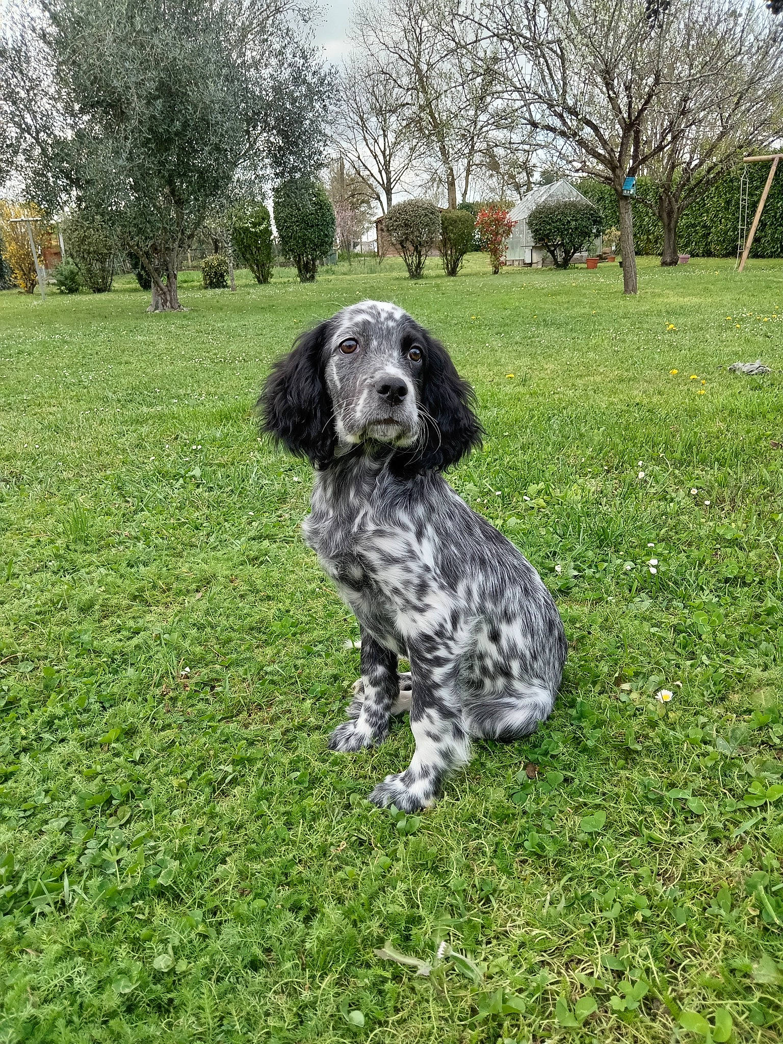 Vipsie participe au concours pour gagner de l'argent avec cette photo : canidae, carnivore, companion_dog, dog, dog_breed, grass, groundcover, gun_dog, hunting_dog, non_sporting_group, plant, pointing_breed, sky, spaniel, sporting_group, tail, tree, water_dog, working_dog
