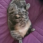 Samba a rejoint le concours — aidez-le/la à gagner de superbes lots ! adorable, animal, bed, cat, cozy, cute, domestic_animal, feline, fluffy, fur, gray_tabby, indoor, lying_down, paws, pet, purple_bedspread, relaxed, resting, sleepy, whiskers