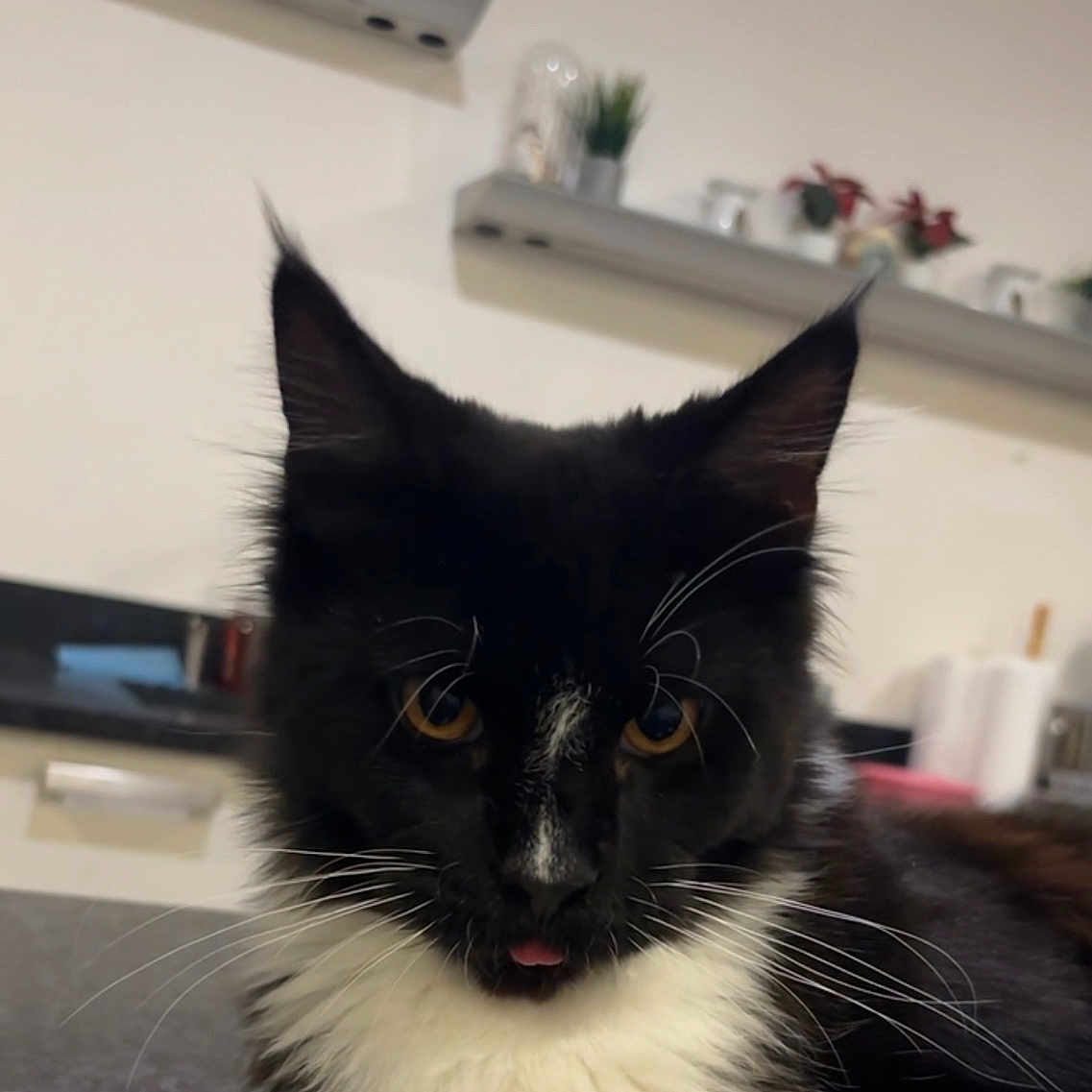 Azgard a rejoint le concours — aidez-le/la à gagner de superbes lots ! animal, black_and_white, cat, closeup, countertop, cute, domestic_animal, feline, fur, indoor, kitchen, mammal, paw, pet, plant, playful, relaxed, shelf, tongue_out, whiskers