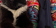 Azgard a rejoint le concours — aidez-le/la à gagner de superbes lots ! cat, black_and_white, paws, table, figurine, gorilla, colorful, graffiti, blue_wall, shelf, picture_frame, indoor, close_up, curious, whiskers, ears, furniture, decor, pet, animal