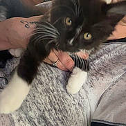 Azgard a rejoint le concours — aidez-le/la à gagner de superbes lots ! animal, black_and_white, cat, closeup, curious, cute, domestic, feline, fur, grey_shirt, hand, holding, indoor, kitten, person, pet, ring, tattoo, whiskers, young