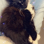 Azgard participe au concours pour gagner de l'argent avec cette photo : cat, sleeping, fluffy, black_and_white, whiskers, person, lap, denim, jeans, clothing, cozy, resting, pet, feline, indoor, soft, cute, relaxed, closeup, sparkles