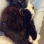 cat, sleeping, fluffy, black_and_white, whiskers, person, lap, denim, jeans, clothing, cozy, resting, pet, feline, indoor, soft, cute, relaxed, closeup, sparkles