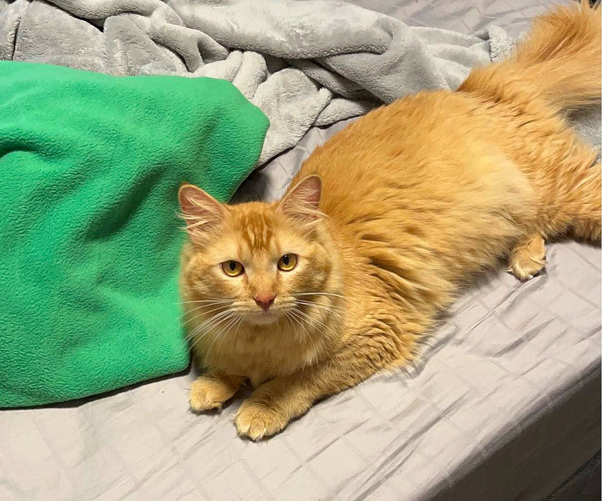 Billie is registered to the contest to win money with this photo: box, carnivore, cat, cat_supply, claw, comfort, domestic_short_haired_cat, eye, fawn, felidae, fur, paw, sitting, small_to_medium_sized_cats, snout, tail, terrestrial_animal, whiskers, wildlife, wood