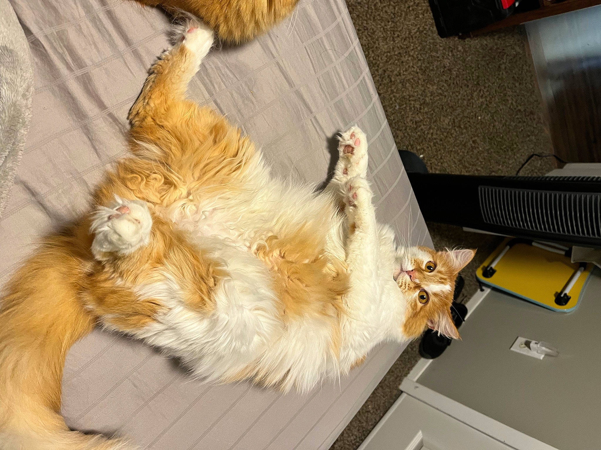 Benji is registered to the contest to win money with this photo: canidae, carnivore, claw, companion_dog, dog_breed, fawn, felidae, flooring, fur, hardwood, mammal, paw, small_to_medium_sized_cats, sporting_group, tail, terrier, vertebrate, whiskers, wood, yellow