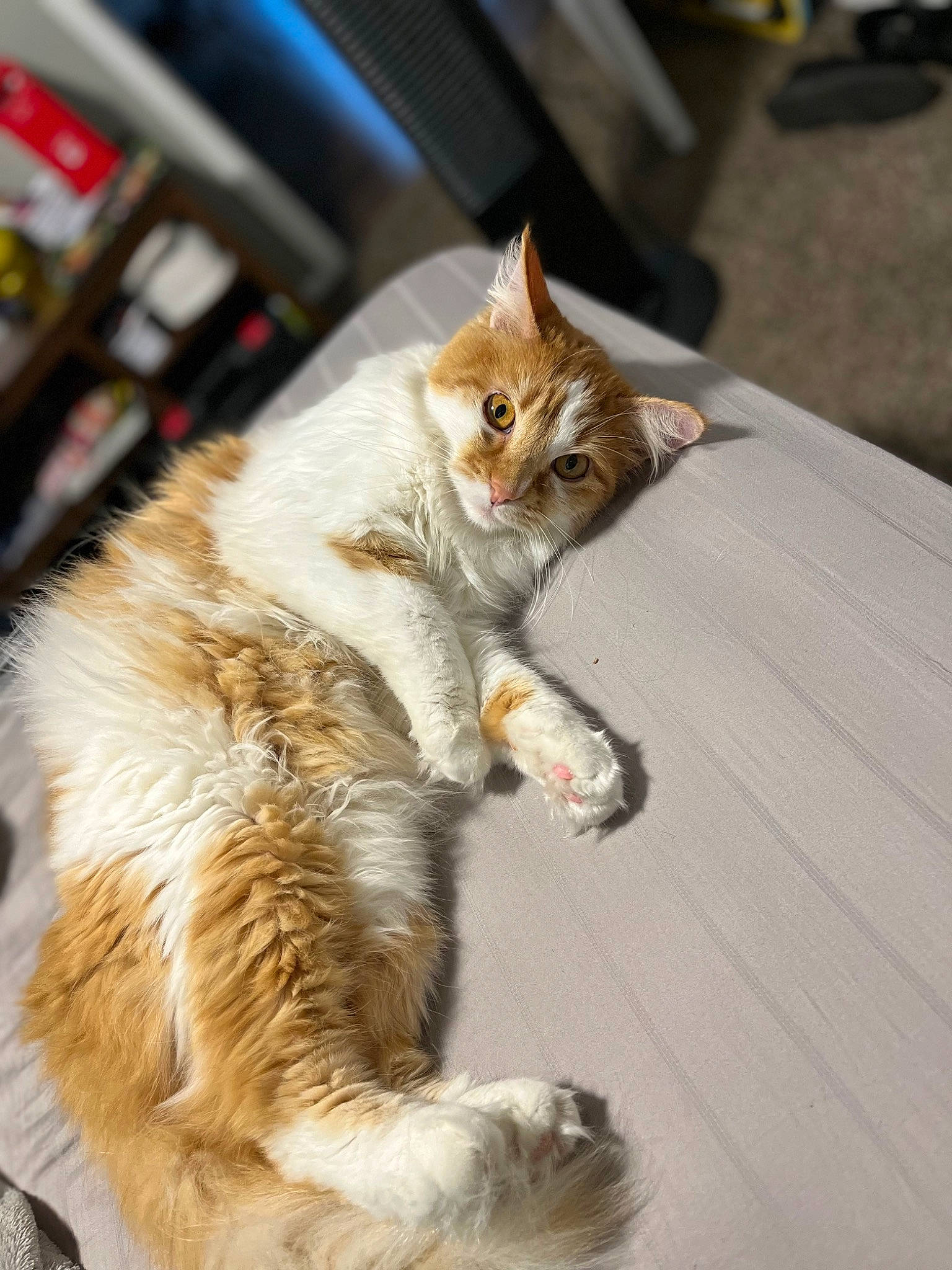 Benji joined the competition — help win amazing prizes! carnivore, cat, claw, domestic_short_haired_cat, eye, eyewear, fawn, felidae, foot, fur, human_leg, paw, plant, road_surface, small_to_medium_sized_cats, snout, tail, terrestrial_animal, whiskers, wood