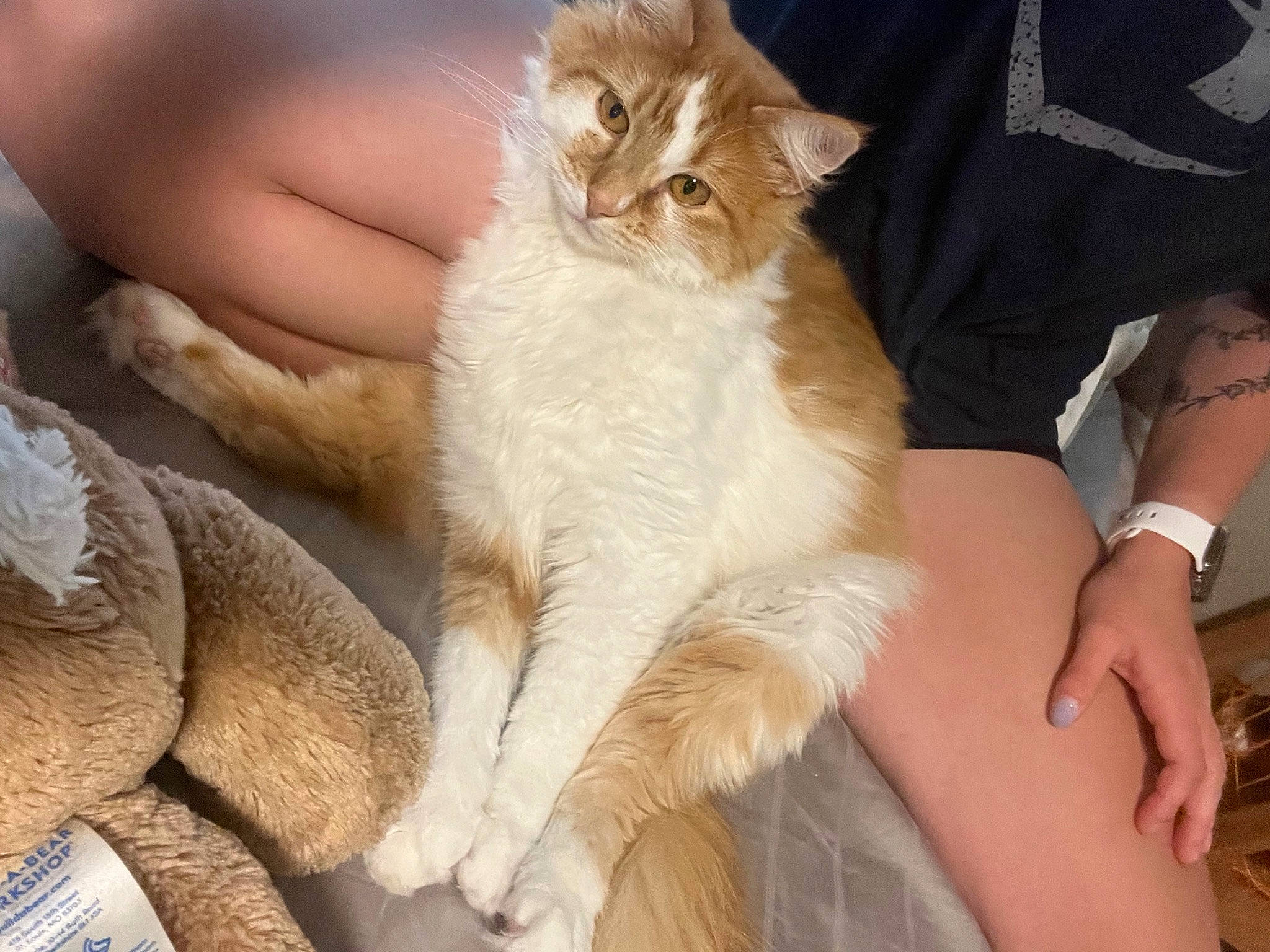 Benji joined the competition — help win amazing prizes! carnivore, cat, claw, comfort, domestic_short_haired_cat, fawn, felidae, finger, foot, fur, gesture, human_leg, nail, paw, small_to_medium_sized_cats, snout, thigh, watch, whiskers, wrist