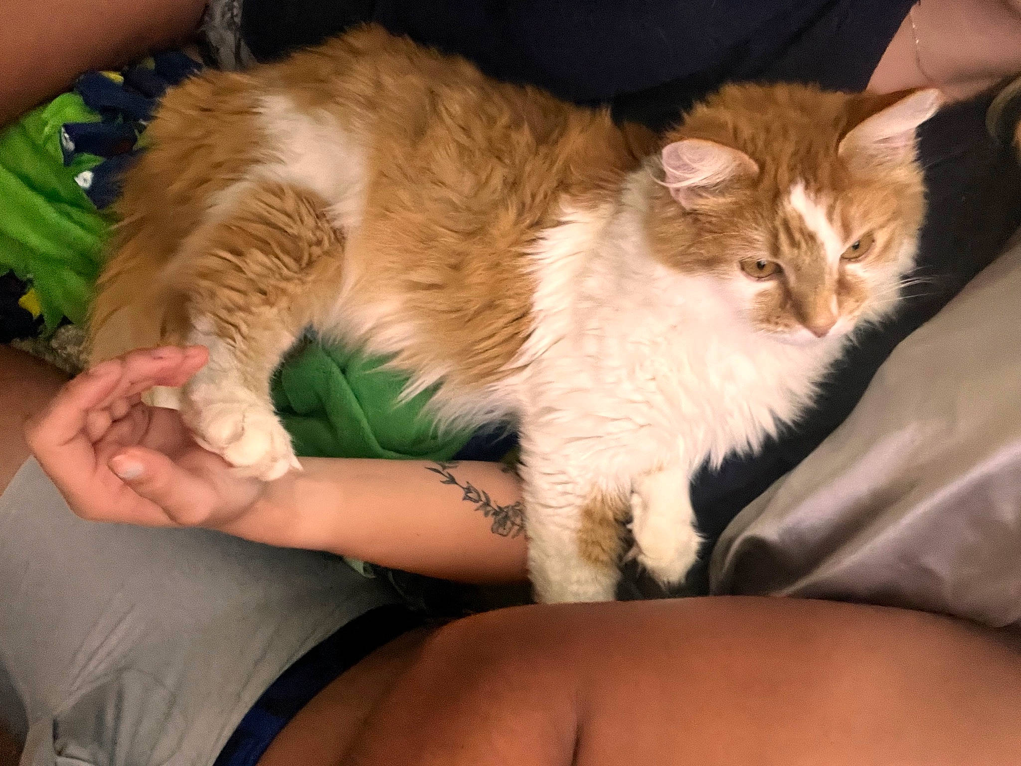 Benji is registered to the contest to win money with this photo: carnivore, cat, claw, comfort, domestic_short_haired_cat, fawn, felidae, foot, fur, hand, human_leg, lap, nail, paw, sitting, small_to_medium_sized_cats, snout, tail, thigh, whiskers