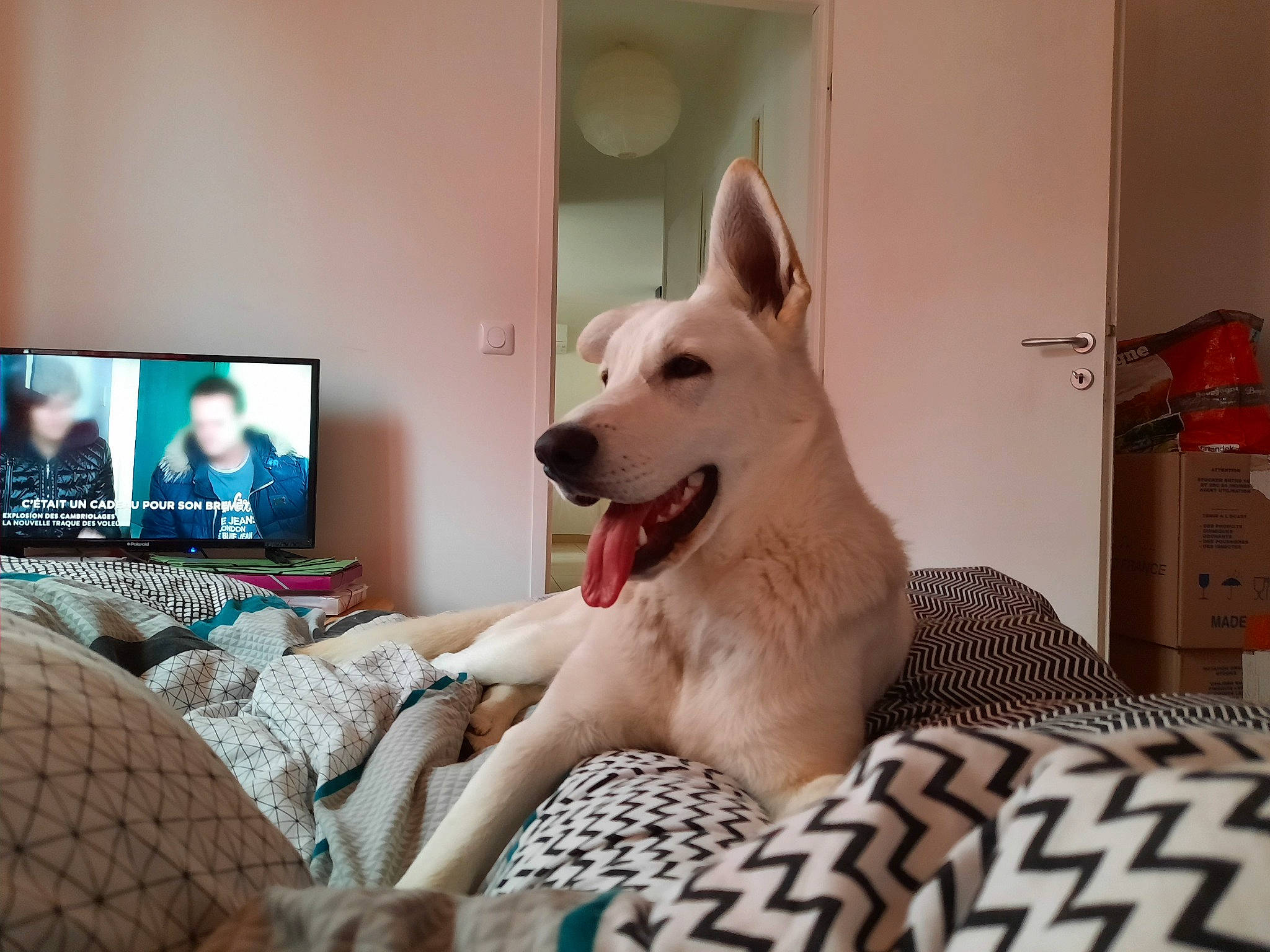 Playmobil participe au concours pour gagner de l'argent avec cette photo : berger_blanc_suisse, canidae, carnivore, companion_dog, dog, dog_breed, korean_jindo_dog, mammal, non_sporting_group, rare_breed_dog, room, vertebrate, white_shepherd