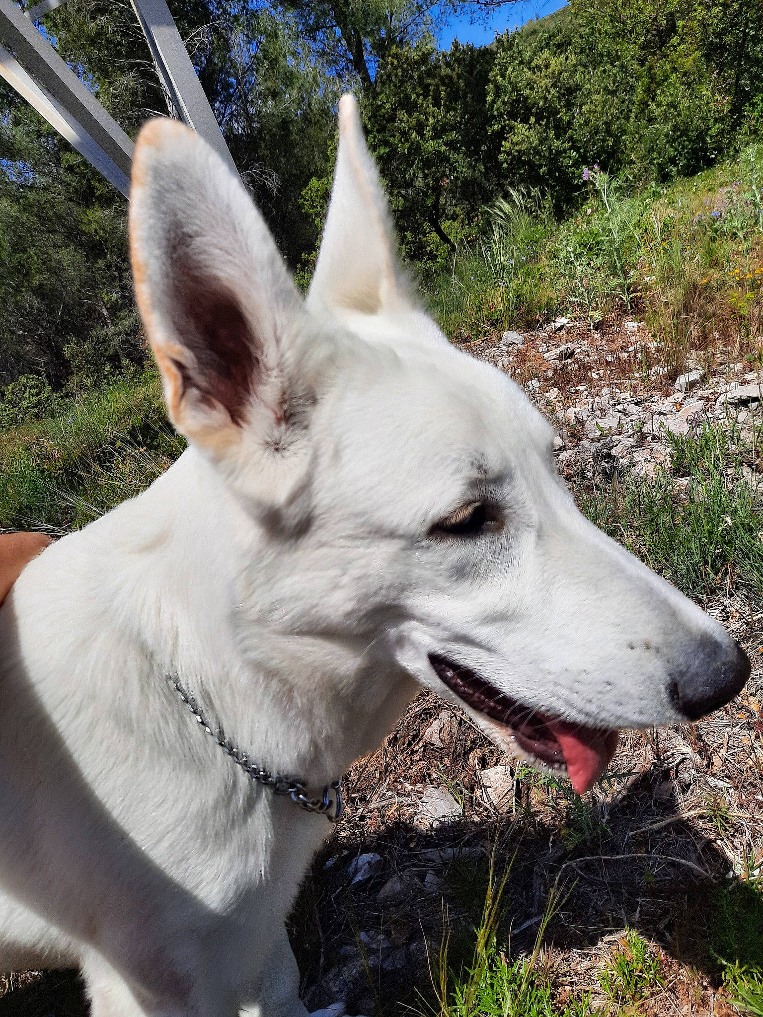 Playmobil a rejoint le concours — aidez-le/la à gagner de superbes lots ! berger_blanc_suisse, canidae, carnivore, dog, dog_breed, ibizan_hound, mammal, rare_breed_dog, snout, vertebrate, white_shepherd