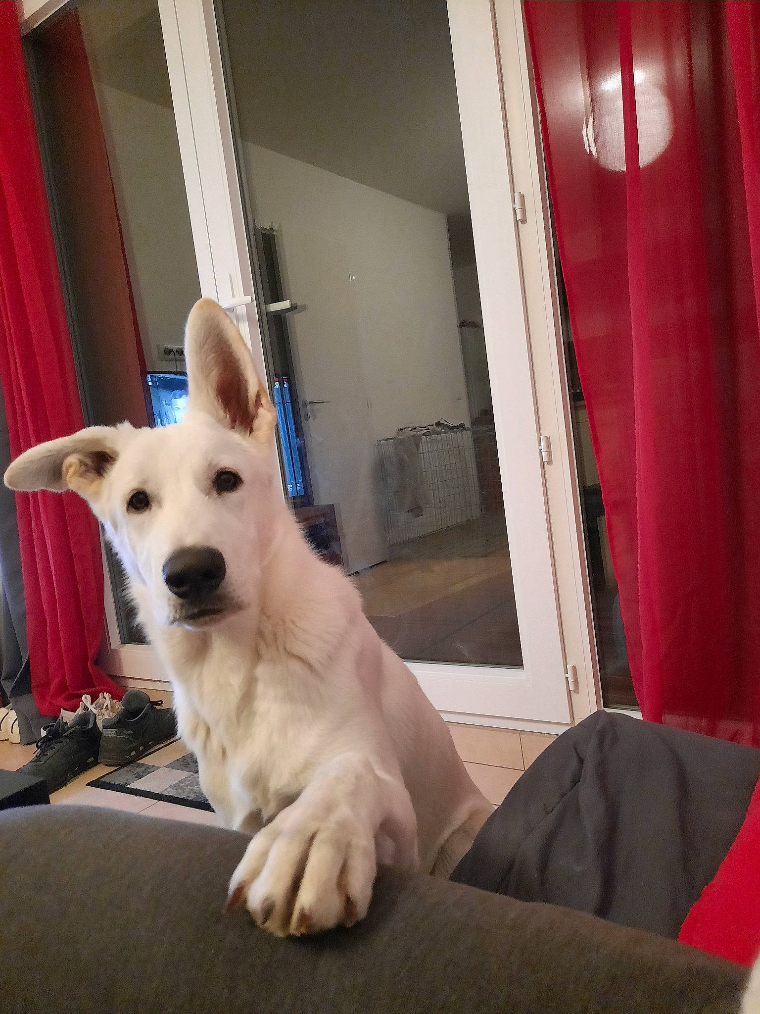 Playmobil participe au concours pour gagner de l'argent avec cette photo : berger_blanc_suisse, canidae, carnivore, companion_dog, dog, dog_breed, fawn, fur, interior_design, korean_jindo_dog, labrador_husky, labrador_retriever, mammal, nose, puppy, retriever, skin, sporting_group, vertebrate, white_shepherd