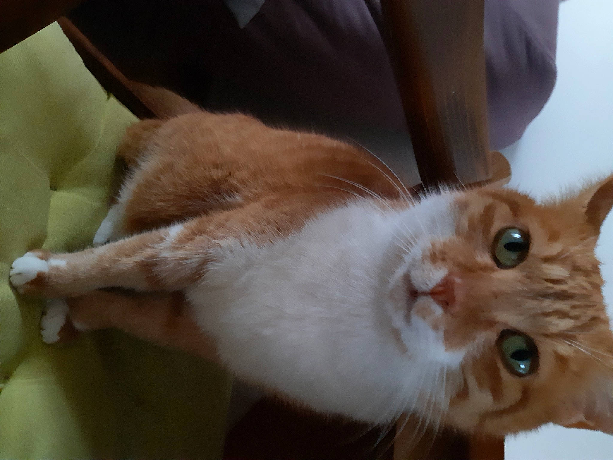 Kyo participe au concours pour gagner de l'argent avec cette photo : aegean_cat, asian, carnivore, cat, claw, domestic_short_haired_cat, ear, european_shorthair, eye, fawn, felidae, fur, german_rex, kitten, mammal, small_to_medium_sized_cats, somali, tail, whiskers