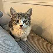 Chai is registered to the contest to win money with this photo: kitten, cat, tabby, indoor, couch, furniture, pet, animal, fur, whiskers, cute, young, face, ears, eyes, sitting, domestic, portrait, gray, white