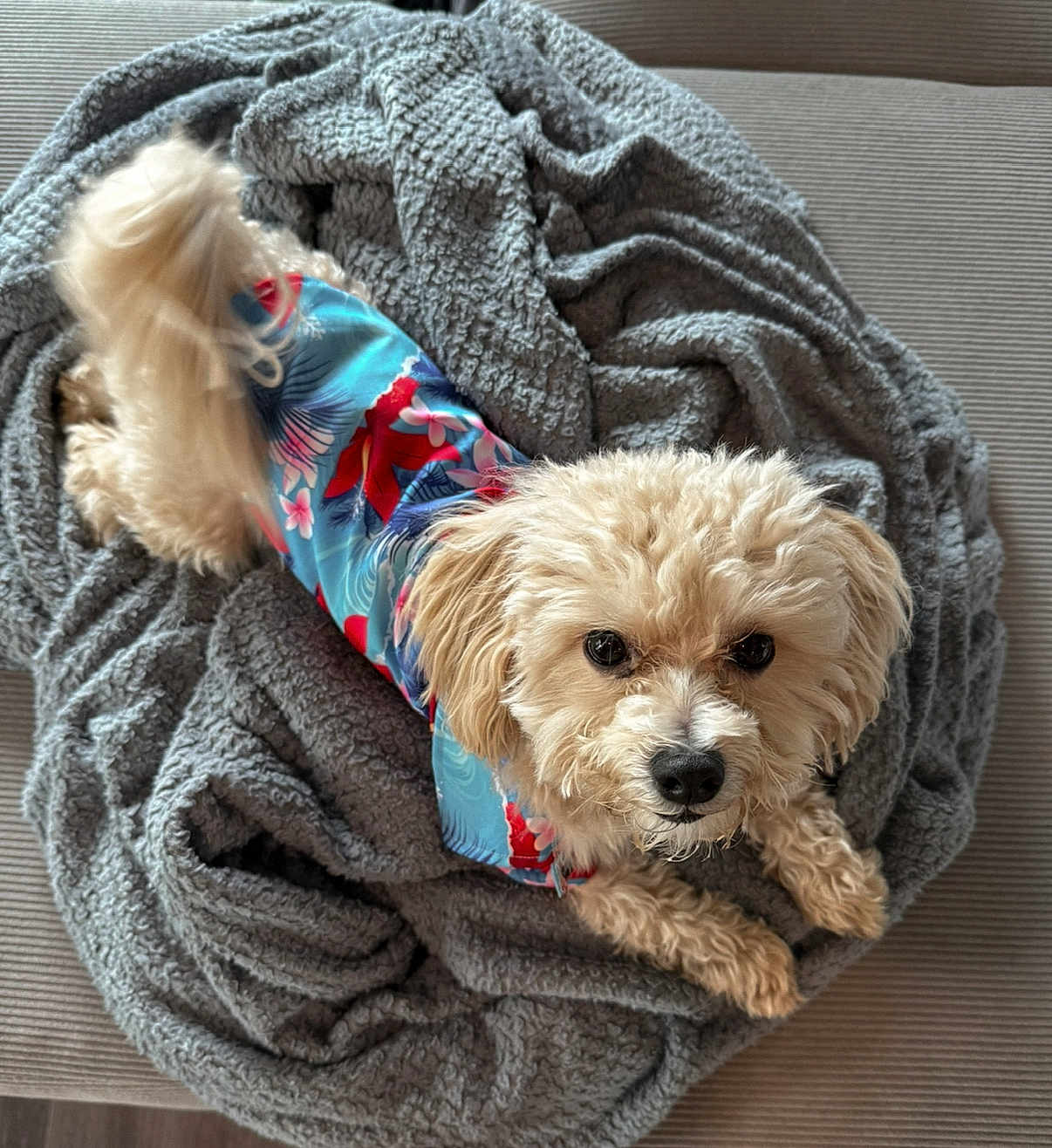 Archie