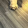 puppy, dog, floor, wooden_floor, indoor, pet, cute, curly_fur, animal, laying_down, small_dog, light, shadow, brown, fur, looking_up, adorable, domestic_animal, companion, canine