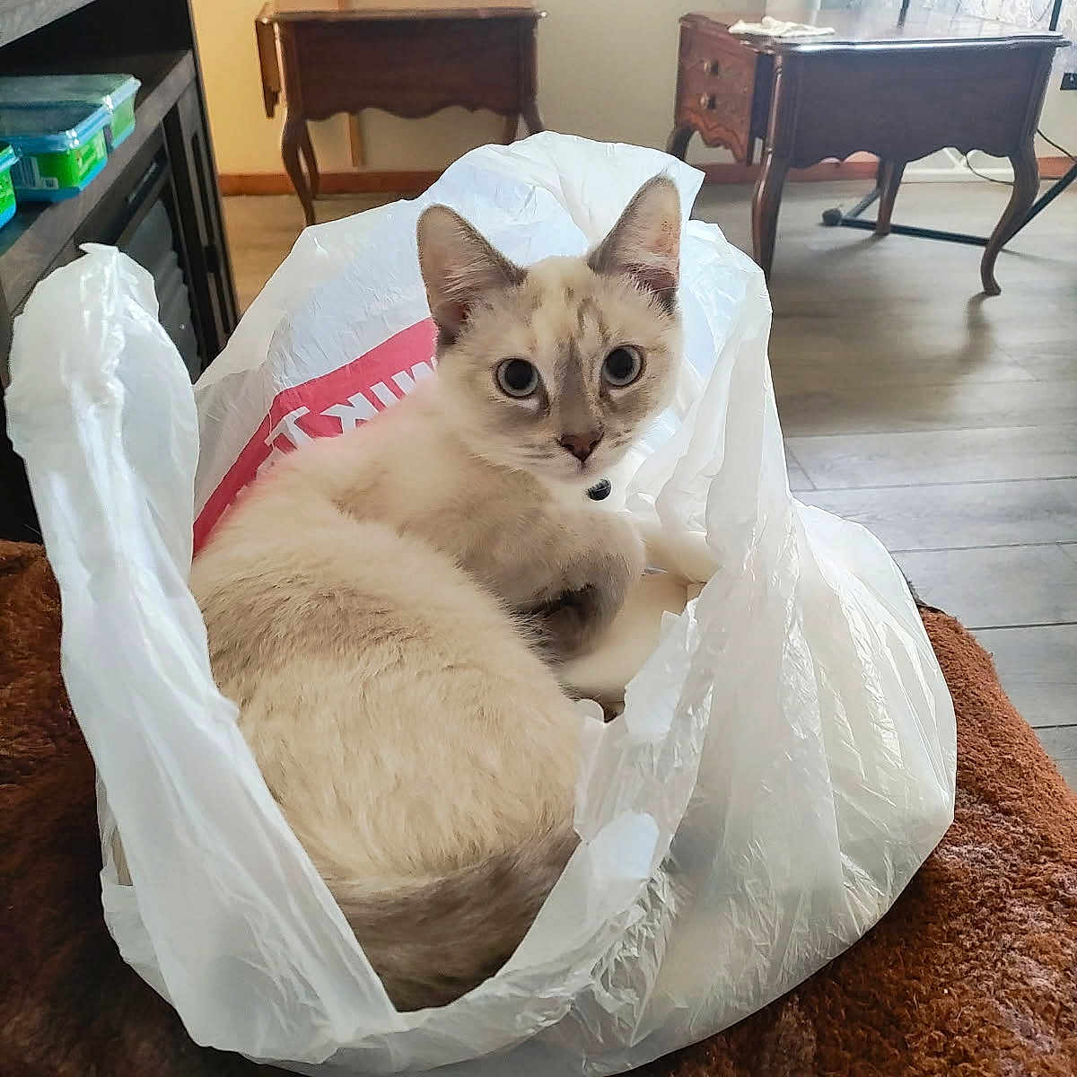 Willow is registered to the contest to win money with this photo: blue_eyes, brown, cat, closeup, cozy, curious, domestic_animal, floor, furniture, home, indoor, kitten, looking, pet, plastic, plastic_bag, sitting, soft_surface, white, wooden_table