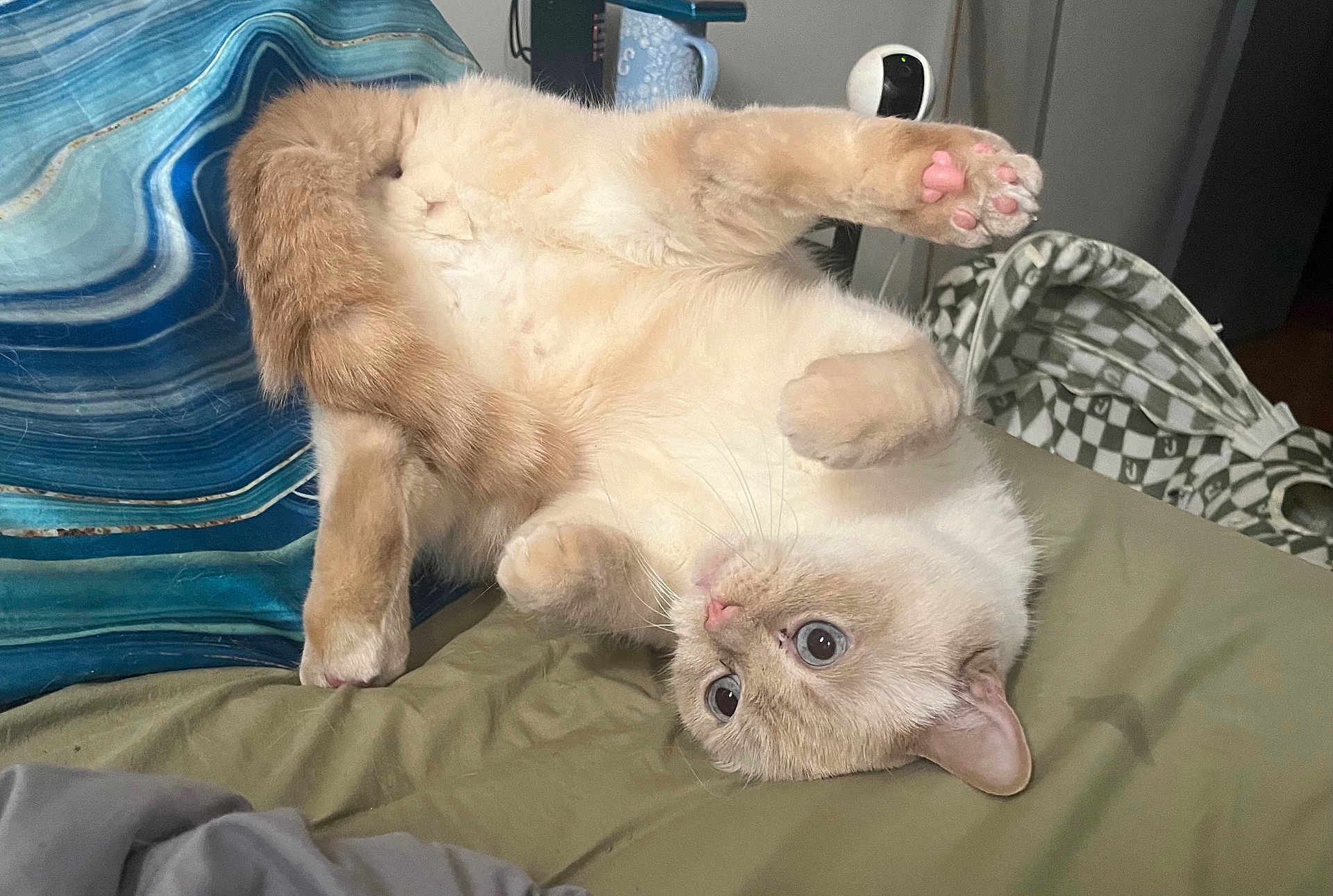 Ghost is registered to the contest to win money with this photo: animal, bed, blanket, cat, cozy, curious_eyes, cute, domestic, feline, fluffy, fur, indoor, paw, pet, pink_paw_pads, relaxed, resting, sleepy, stretching, whiskers