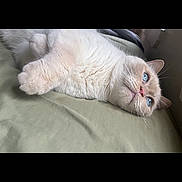 Ghost joined the competition — help win amazing prizes! animal, blue_eyes, cat, closeup, cozy, cream_color, cute, domestic_cat, feline, fluffy, fur, indoor, laying_down, pet, pink_nose, portrait, relaxed, resting, soft, whiskers