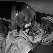 Obelix Et Ugo a rejoint le concours — aidez-le/la à gagner de superbes lots ! dog, two_dogs, blanket, pet_bed, cozy, resting, nuzzling, indoor, animal, fur, sleeping, companionship, comfort, cute, friendship, domestic_animal, canine, relaxed, animal_bed, bond