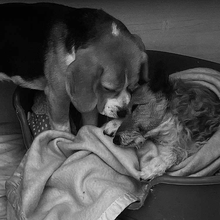 Obelix Et Ugo a rejoint le concours — aidez-le/la à gagner de superbes lots ! animal, animal_bed, blanket, bond, canine, comfort, companionship, cozy, cute, dog, domestic_animal, friendship, fur, indoor, nuzzling, pet_bed, relaxed, resting, sleeping, two_dogs