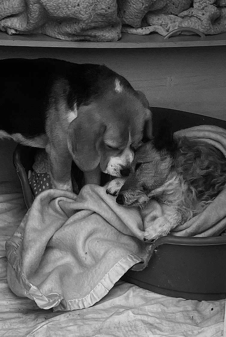 Obelix Et Ugo a rejoint le concours — aidez-le/la à gagner de superbes lots ! dog, two_dogs, blanket, pet_bed, cozy, resting, nuzzling, indoor, animal, fur, sleeping, companionship, comfort, cute, friendship, domestic_animal, canine, relaxed, animal_bed, bond