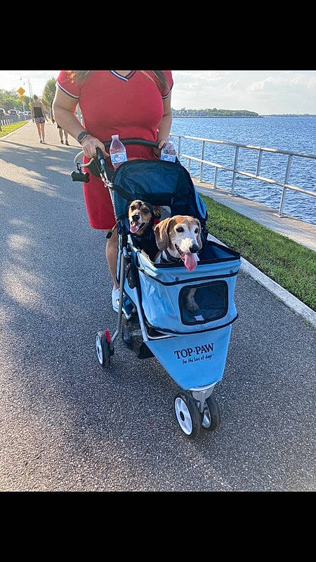 Elvis is registered to the contest to win money with this photo: asphalt, baby_carriage, baby_products, bicycle_accessory, canidae, carnivore, companion_dog, dog, dog_breed, electric_blue, fashion_accessory, leash, leisure, motor_vehicle, personal_protective_equipment, recreation, rolling, sporting_group, travel, water