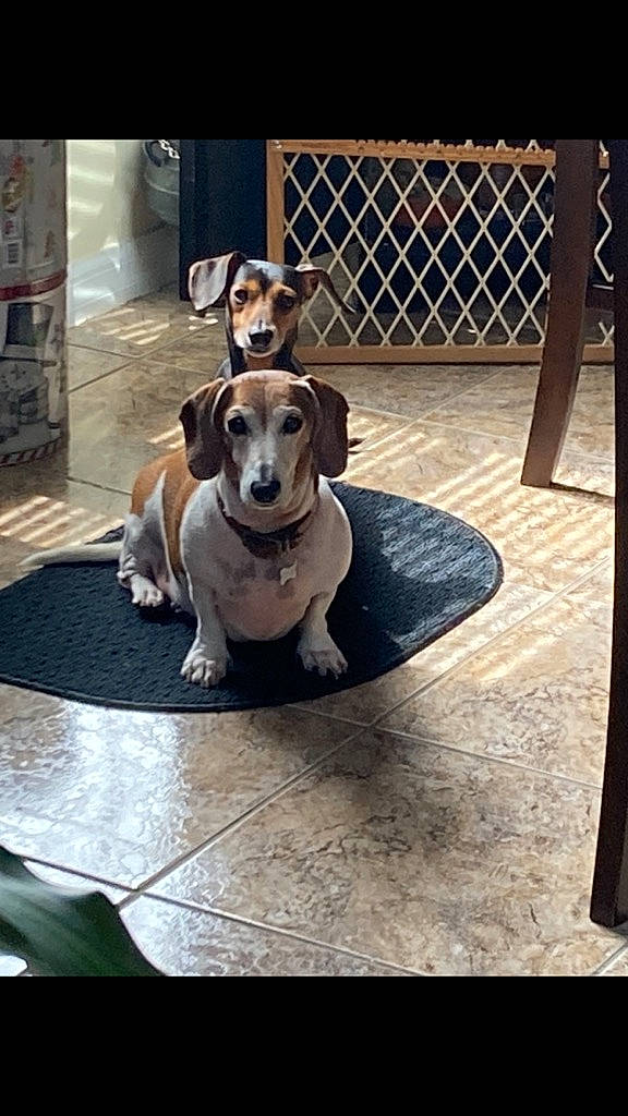 Elvis joined the competition — help win amazing prizes! carnivore, collar, companion_dog, dog, dog_breed, dog_collar, dog_supply, fawn, floor, flooring, hardwood, hound, leash, paw, pet_supply, rectangle, square, table, wood, working_animal