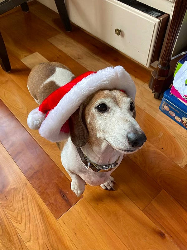 Elvis is registered to the contest to win money with this photo: carnivore, chair, collar, companion_dog, dog, dog_breed, dog_supply, fawn, floor, flooring, hardwood, laminate_flooring, pet_supply, plank, sporting_group, varnish, wood, wood_flooring, wood_stain, working_animal