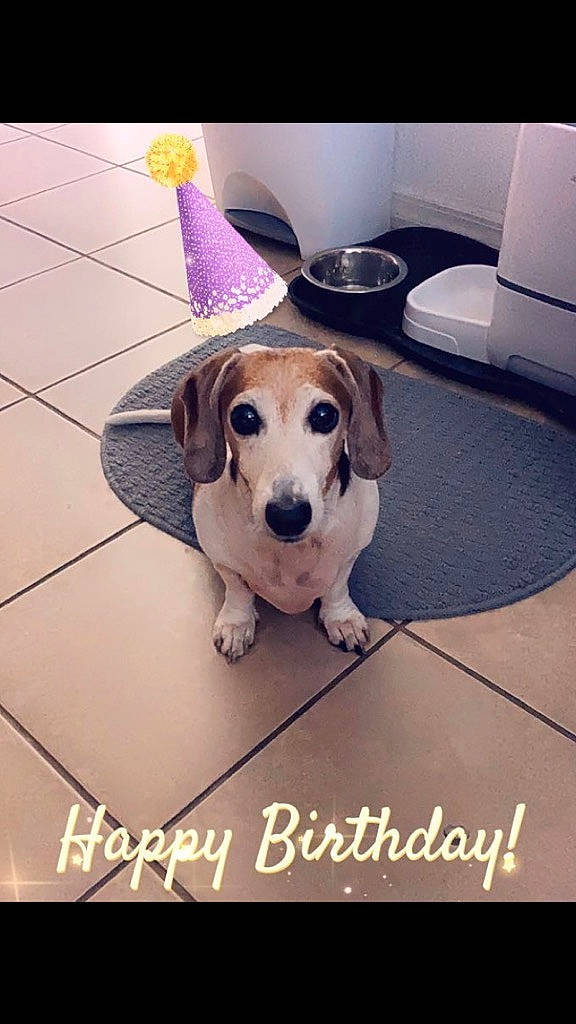 Elvis joined the competition — help win amazing prizes! carnivore, collar, companion_dog, dog, dog_breed, dog_supply, fashion_accessory, fawn, floor, flooring, font, happy, metal, paw, pet_supply, photo_caption, rectangle, snout, square, working_animal